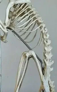 ضایعات استخوان حیوانی