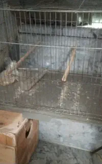 قفس ولونه