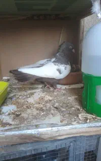 ماده سینه قهوه‌ای با دوتا جوجه