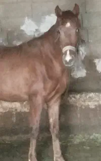 فروش