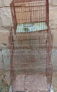 قفس