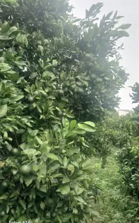 نارنگی ژاپنی
