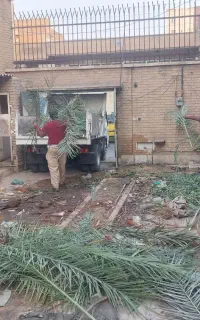بریدن نخل قطع نخل کندن درخت هرس نخل تمیز نخل سمپاش