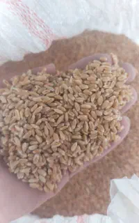 گندم بوجاری شده