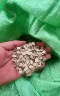 بذر هندوانه اجیلی