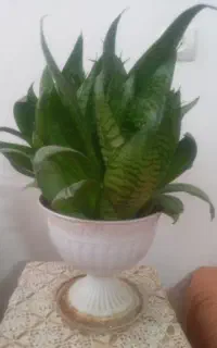 گلدان گل طبیعی