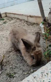 خرگوش