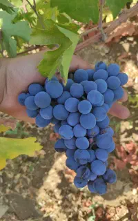 انگور رشه دیمی