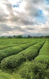 کارشناس طب سنتی