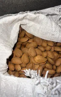 فروش بادام