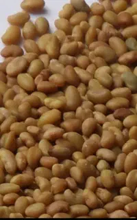 بذر یونجه رنجرآمریکایی اصل