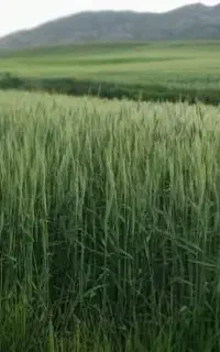 بذر گندم