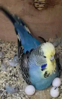 مرغ عشق انگیلیسی