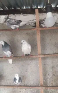 فروش کبوتر