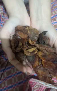 برگه زردالو