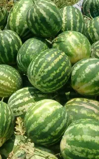 هندوانه مغان فروشی
