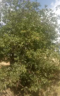 کارگر گردو تکانی