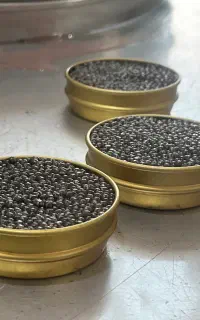 فروش خاویار