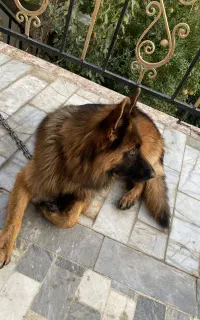 سگ ژرمن اصل