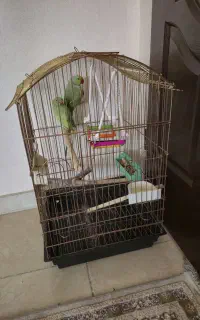 طوطی ملنگو