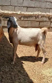 بز آبستن دورگ سانن دوقلو زا .آبستن رو مایه