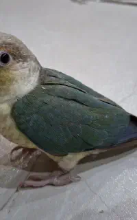 گرینچیک تراکوییس پایین اپل