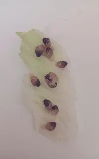 بچه حلزون آچاتینا فولیکا