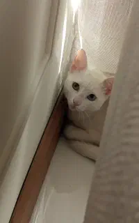 پسر نازم
