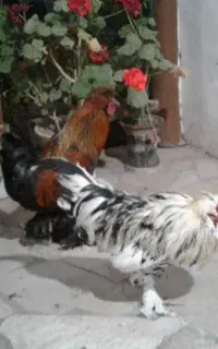 خروس سلطان
