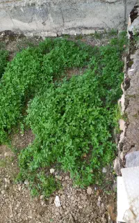 فروش تیم تماته (نشاء گوجه محلی)