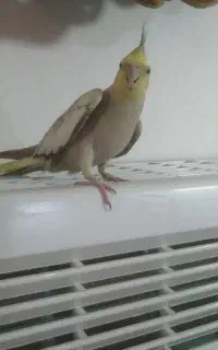 فروش عروس هلندی ماده