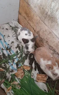 واگزاری خرگوش