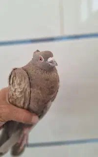 کبوتر قهوه ای اجری