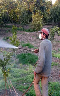 خدمات سمپاشی مزارع ،باغ باغچه منازل  چوب بری و...