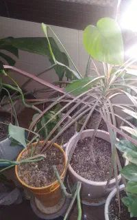 گل طبیعی خانگی
