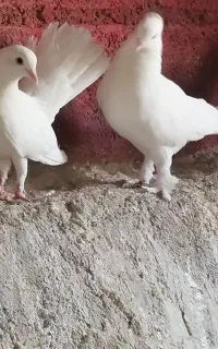 دم چتری
