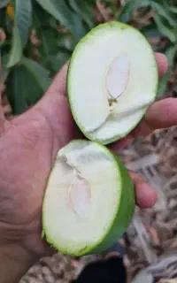 انبه محلی