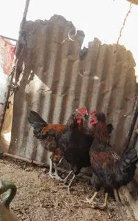 فروش ۳ خروس