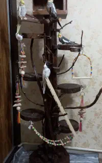 درختچه و نشیمن طوطی وسایرپرندگان