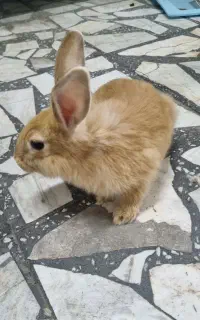 خرگوش ماده ۴ ماه