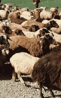 گوسفند داشتی و پرواری
