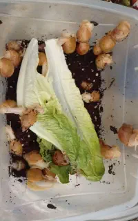 حلزون البینو