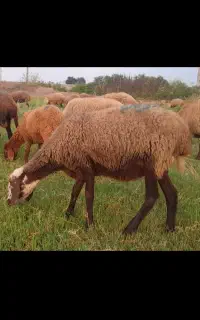 فروش گوسفند ماده جوان