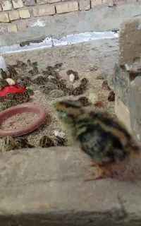 جوجه بلدرچین