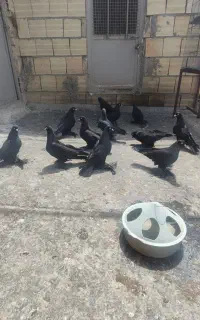 کبوتر دونه ای 1500