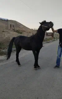 اسب نر
