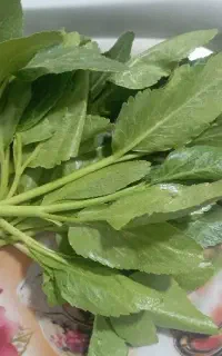 کرفس