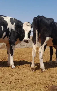 تلیسه یک شکم زاییده و ۴ ماه و زیر کل