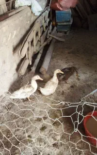 پرنده