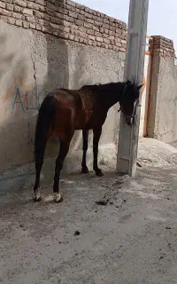 مادیان ۳ساله